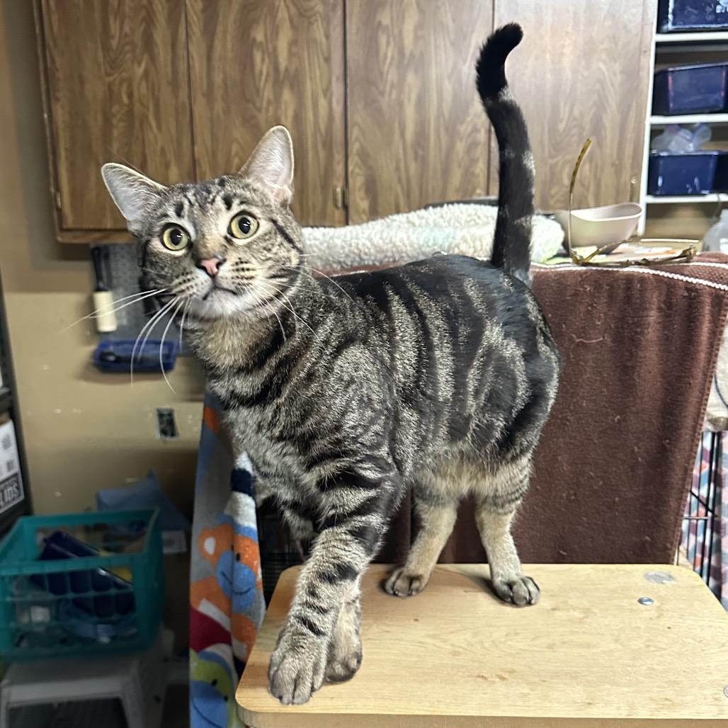Cheese Sandwich, a Adoptable Domestic Short Hair in Suisun City, CA image 1/5