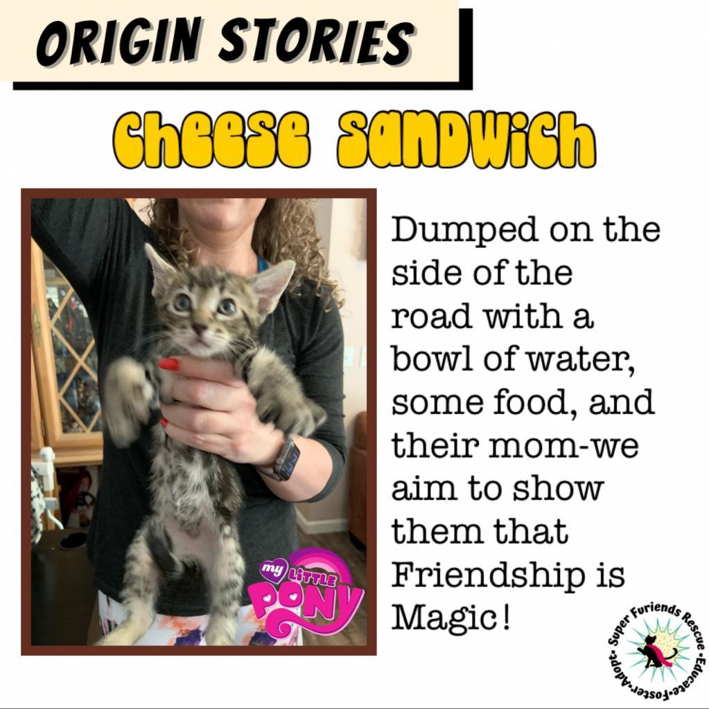 Cheese Sandwich, a Adoptable Domestic Short Hair in Suisun City, CA image 2/5