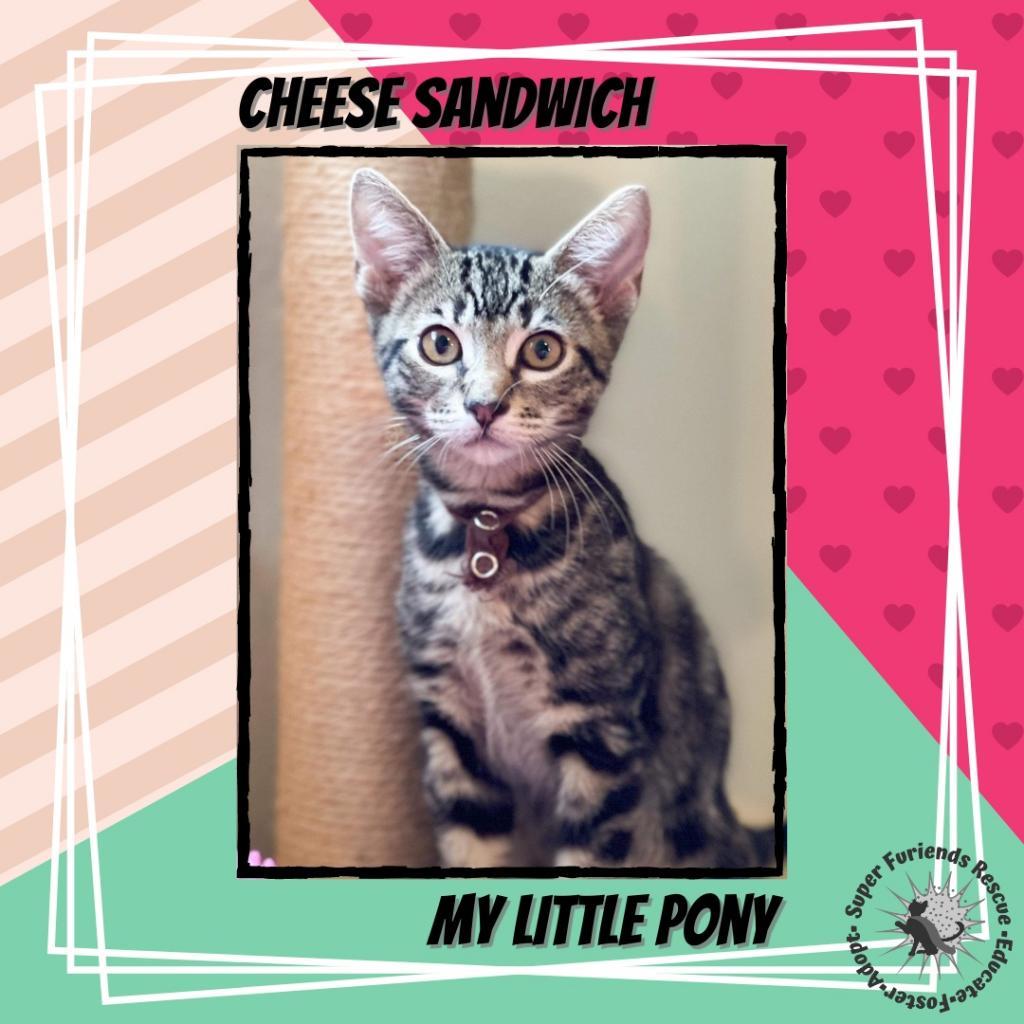 Cheese Sandwich, a Adoptable Domestic Short Hair in Suisun City, CA image 4/5