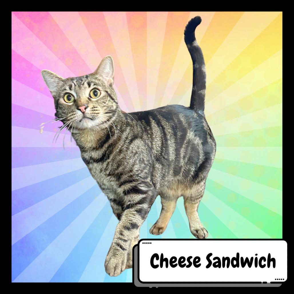 Cheese Sandwich, a Adoptable Domestic Short Hair in Suisun City, CA image 5/5