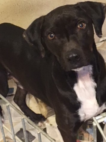 Auggie, a Adoptable mixed breed in Tulsa, OK image 1/12