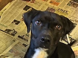 Auggie, a Adoptable mixed breed in Tulsa, OK image 2/12