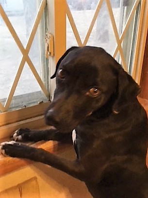 Auggie, a Adoptable mixed breed in Tulsa, OK image 3/12