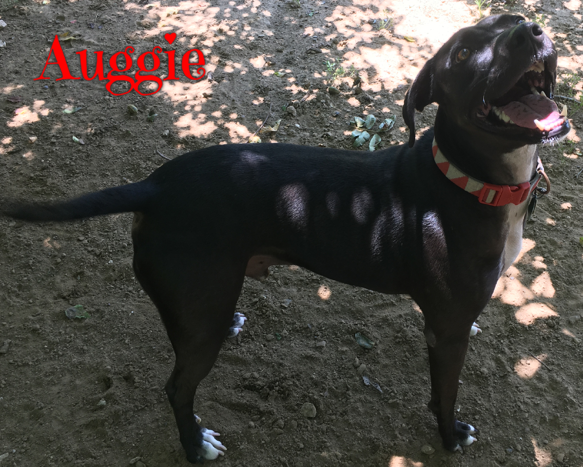 Auggie, a Adoptable mixed breed in Tulsa, OK image 4/12