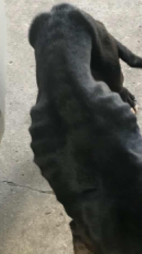 Auggie, a Adoptable mixed breed in Tulsa, OK image 5/12