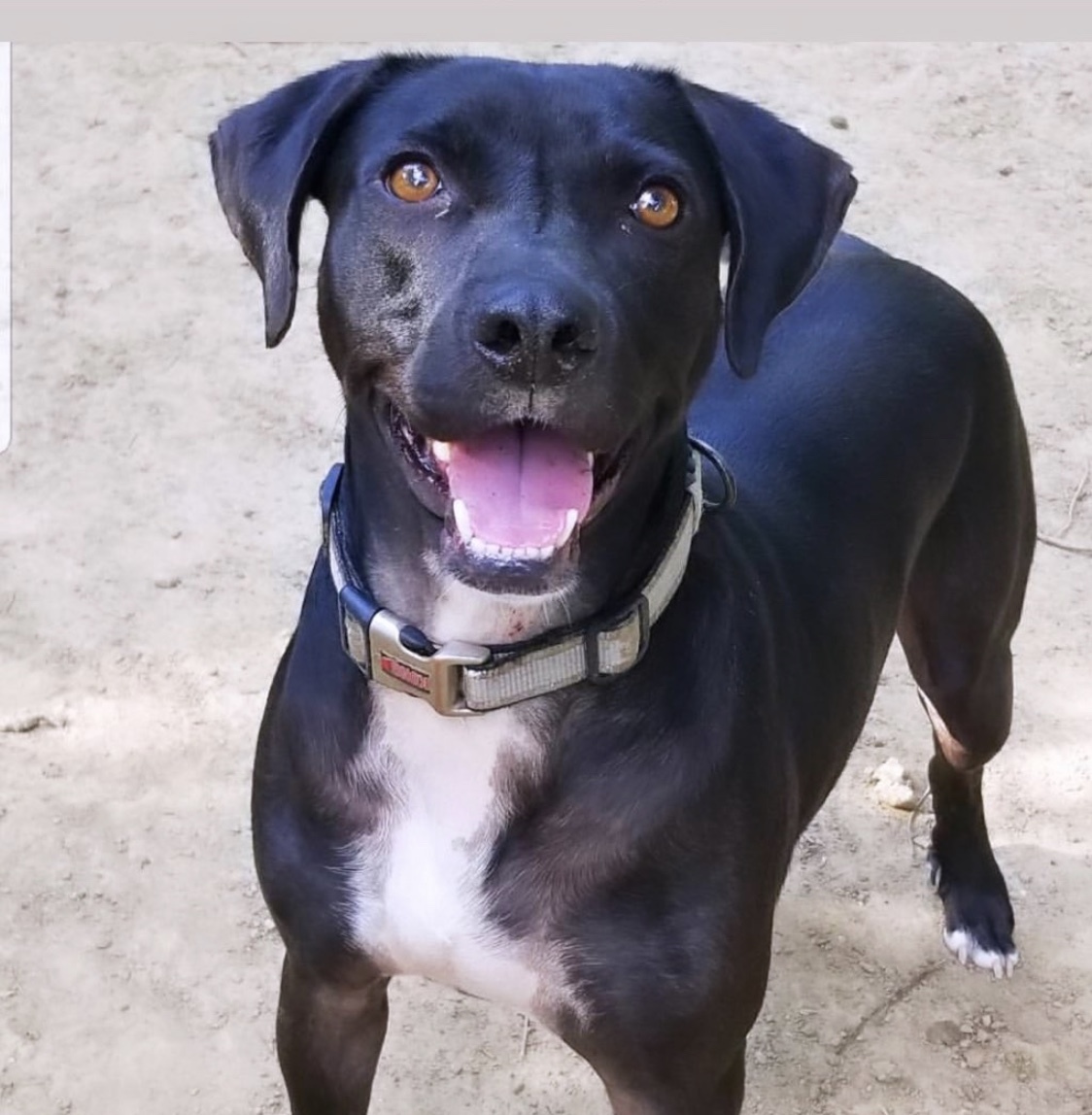 Auggie, Young Male unknown