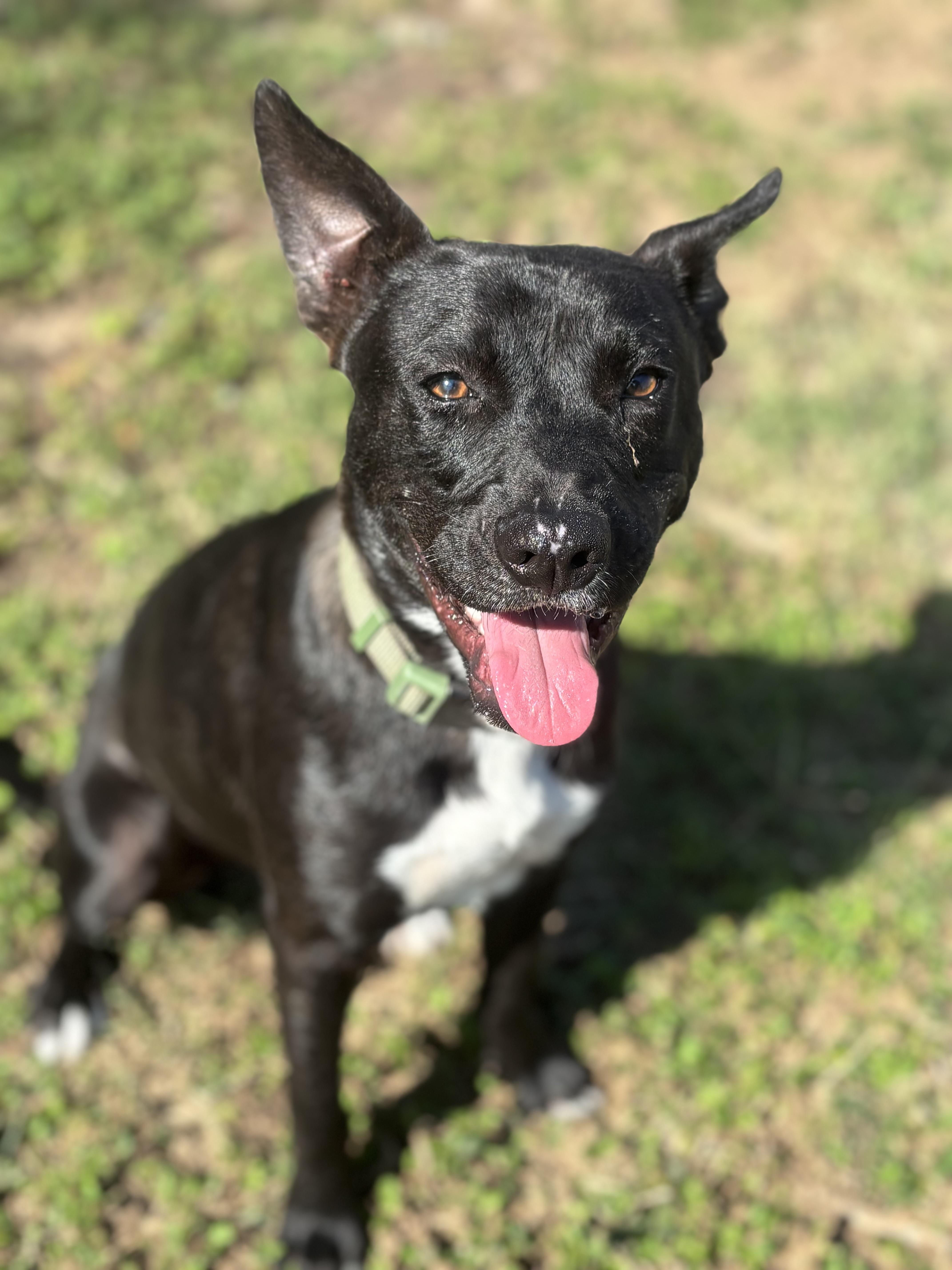 Enlarge Frito, a Adoptable mixed breed in Minneapolis , MN image 2/4