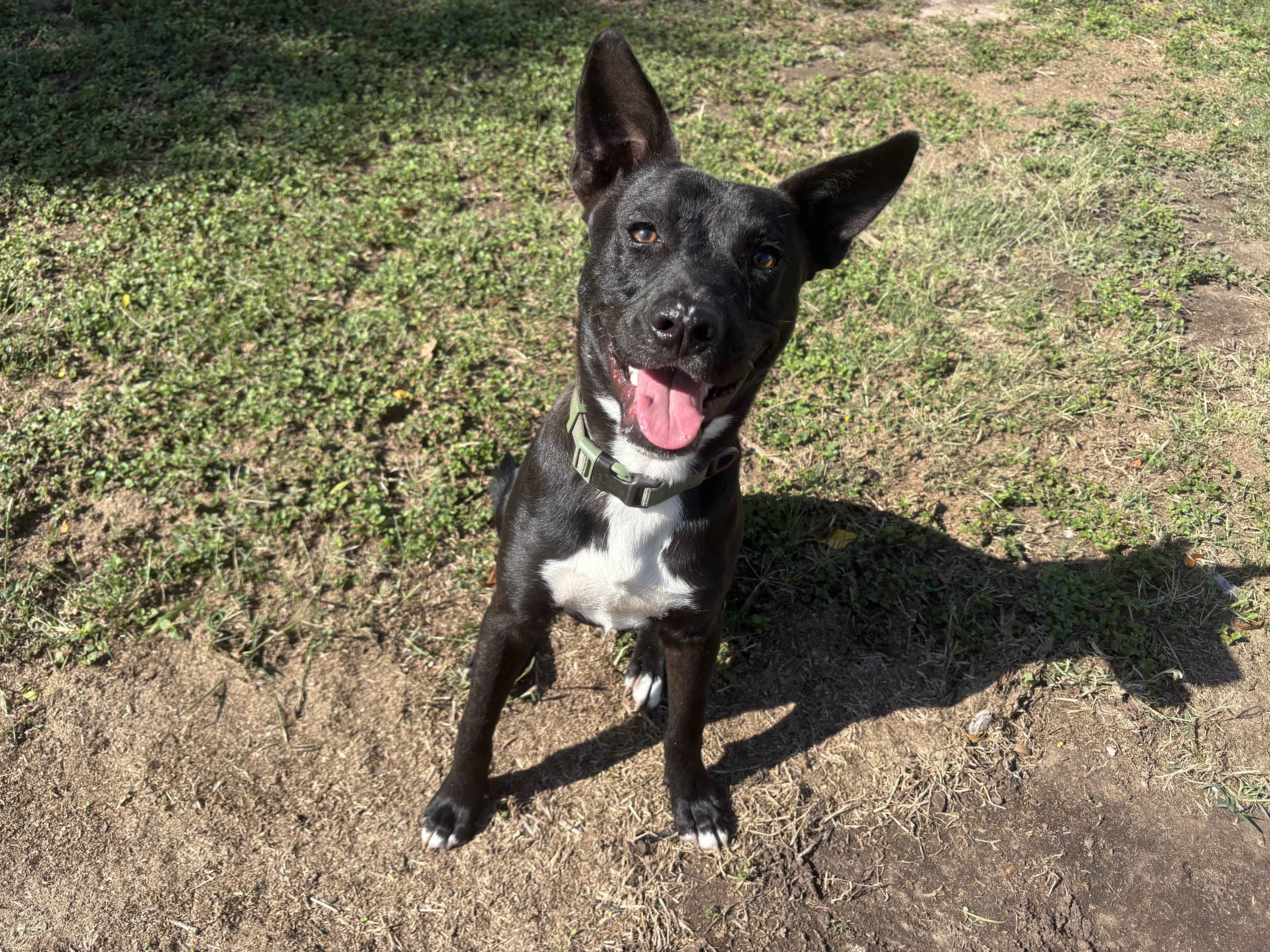 Enlarge Frito, a Adoptable mixed breed in Minneapolis , MN image 3/4