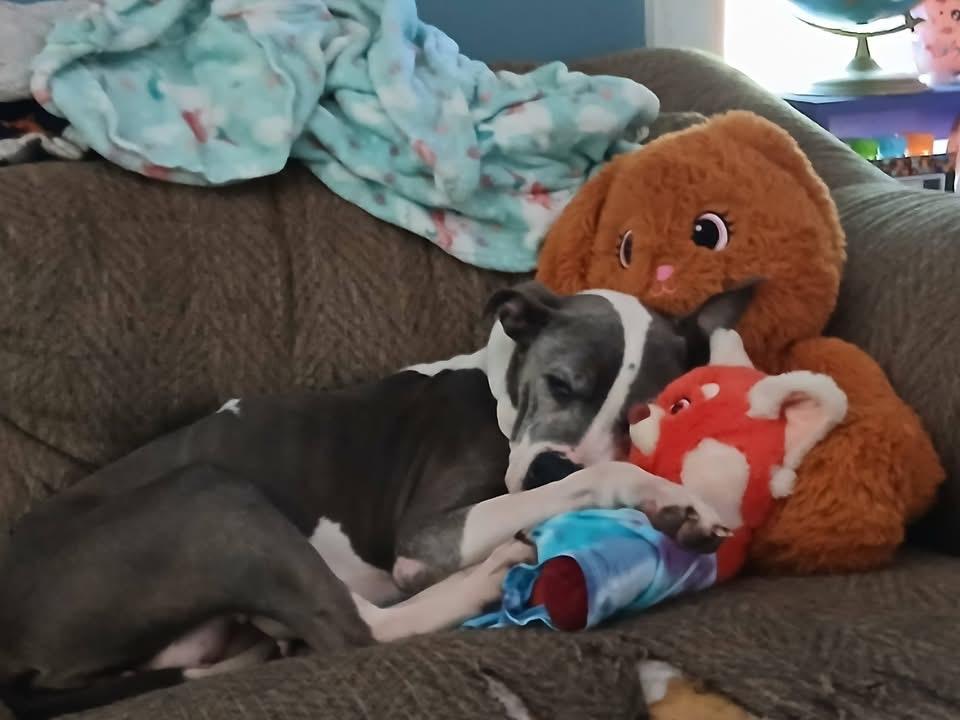 Roxie, Adoptable, Senior Female Pit Bull Terrier.