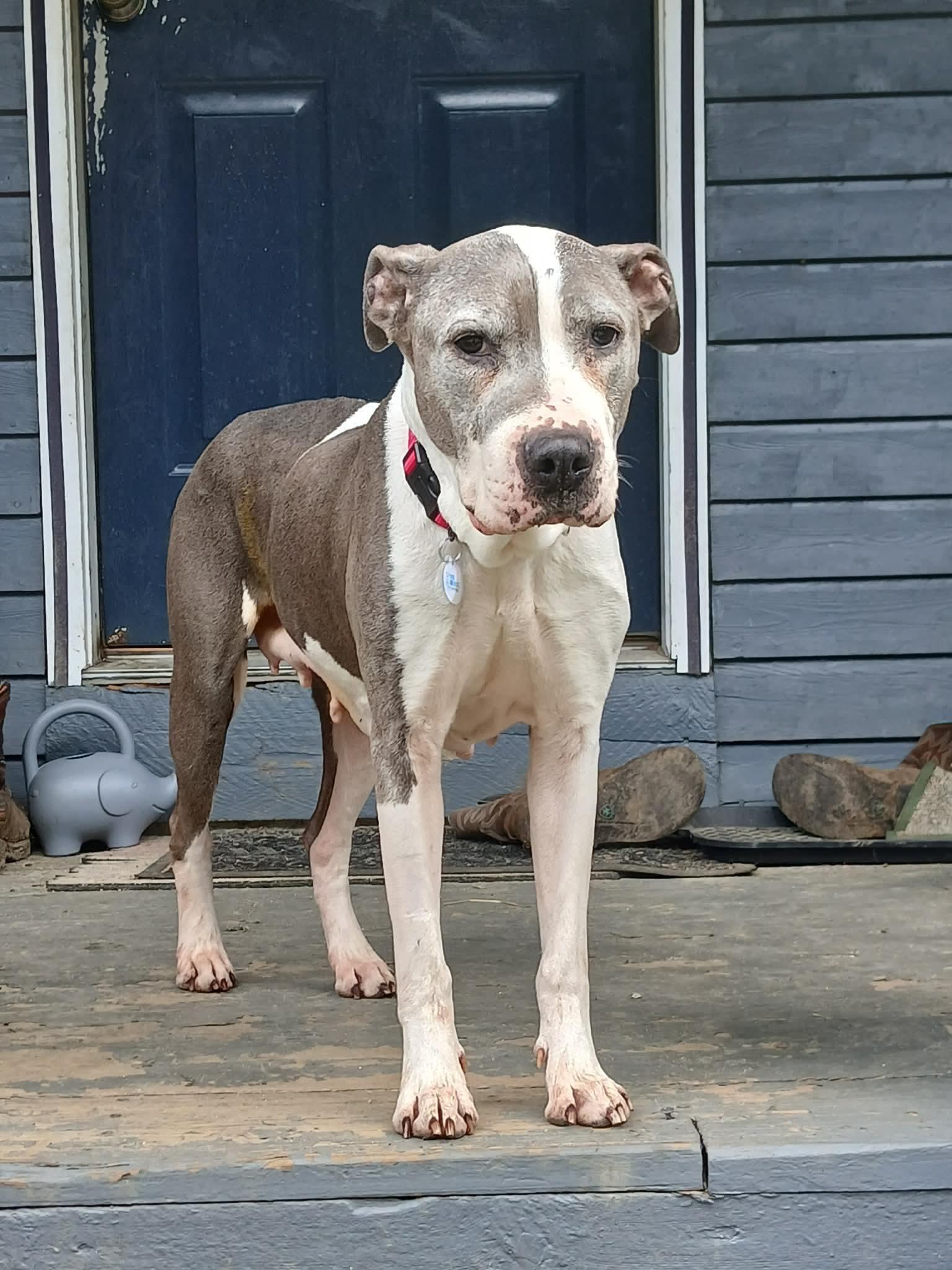 Enlarge Roxie, a Adoptable mixed breed in Glover, VT image 3/5