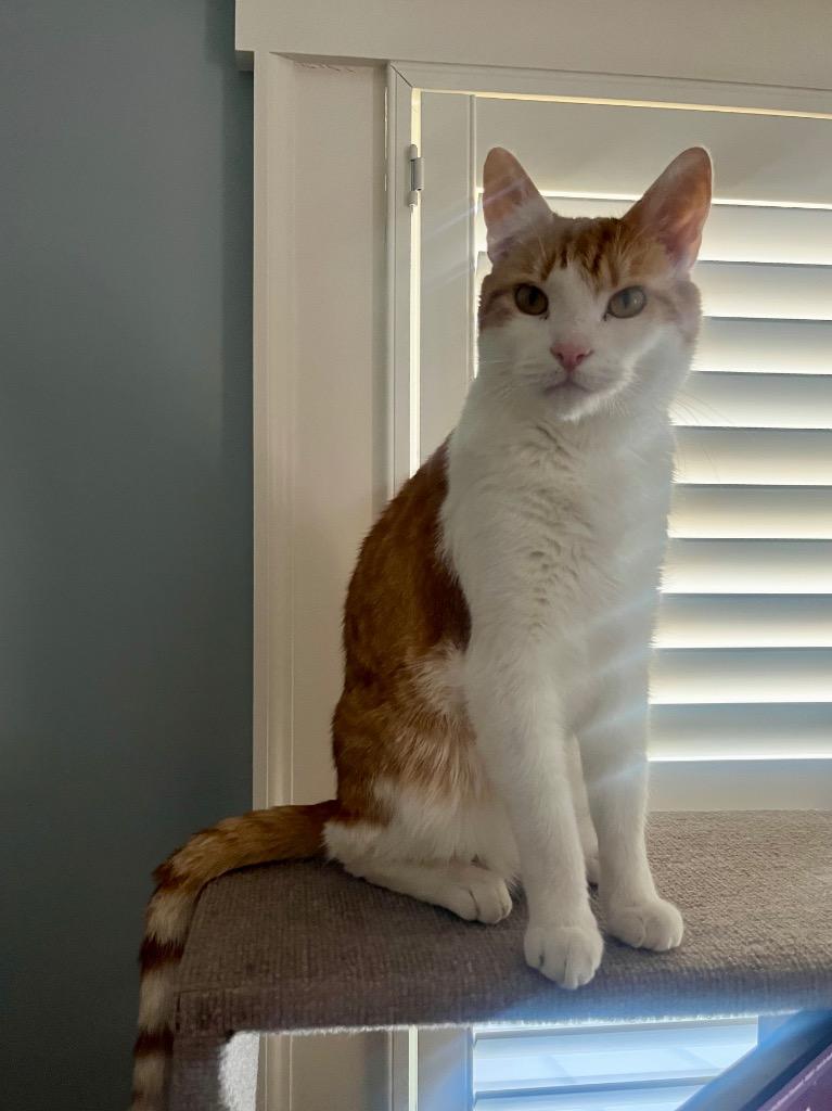 Marly, Adoptable, Adult Male Domestic Short Hair.