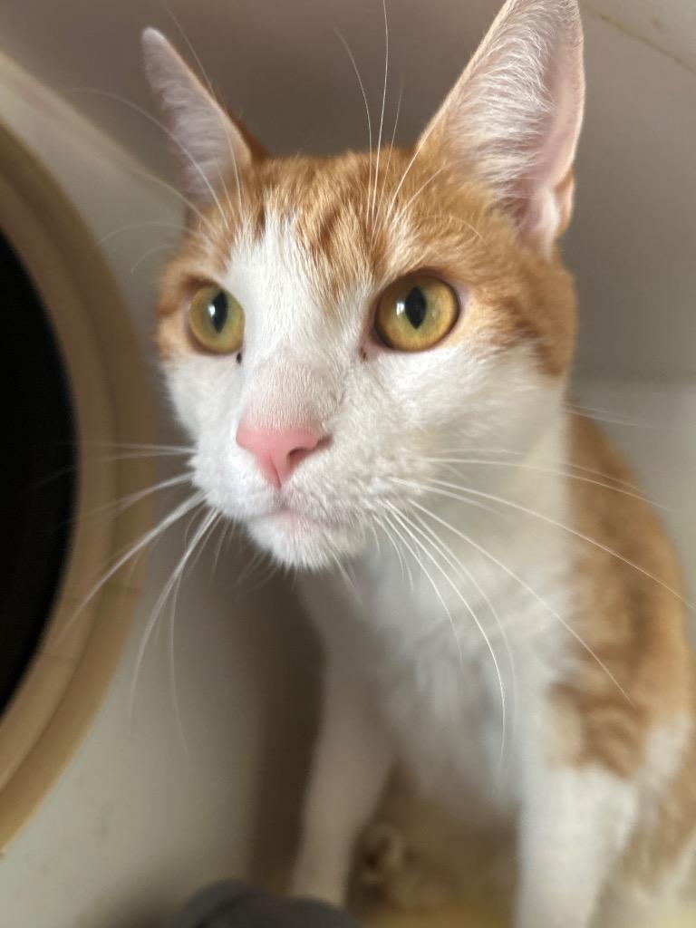 Marly, Adoptable, Adult Male Domestic Short Hair.