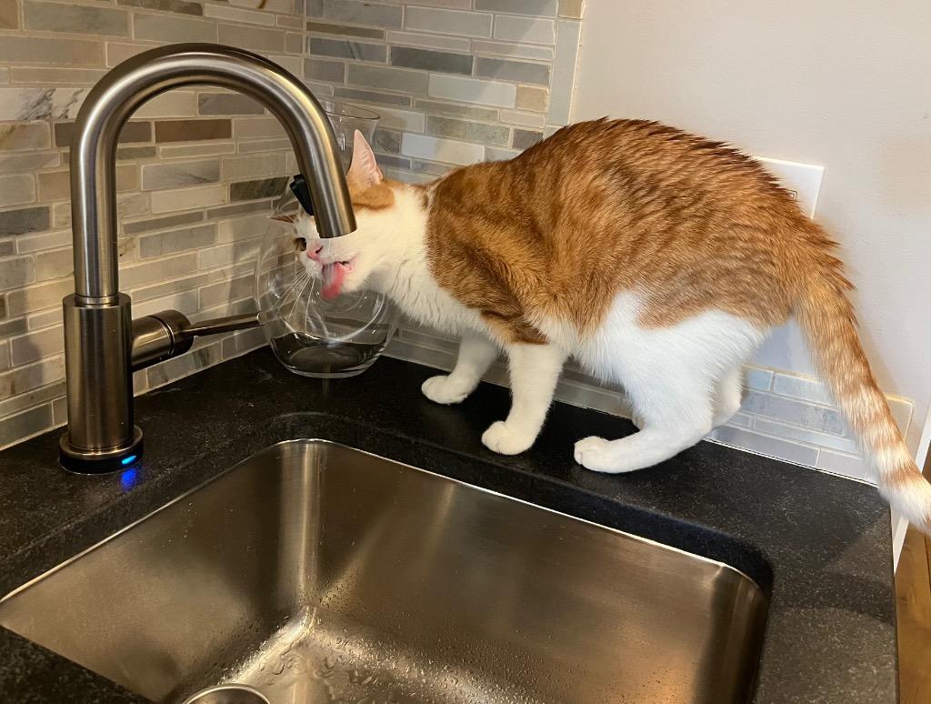 Enlarge Marly, a Adoptable mixed breed in Cumming, GA image 2/4