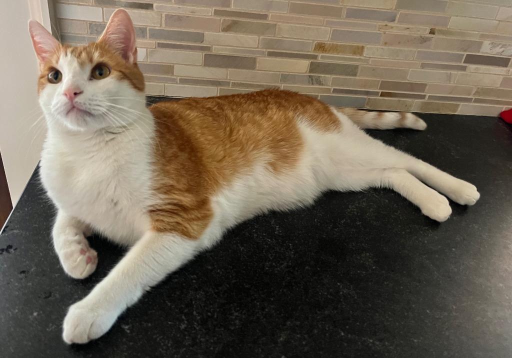 Enlarge Marly, a Adoptable mixed breed in Cumming, GA image 3/4