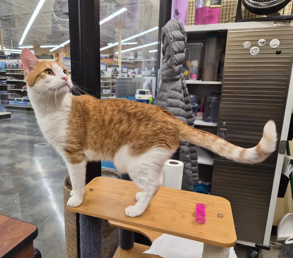 Enlarge Marly, a Adoptable mixed breed in Cumming, GA image 2/3