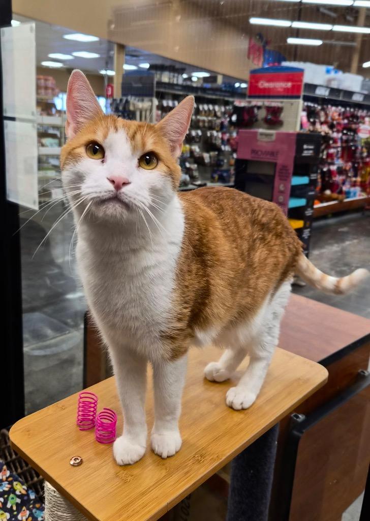 Enlarge Marly, a Adoptable mixed breed in Cumming, GA image 3/3