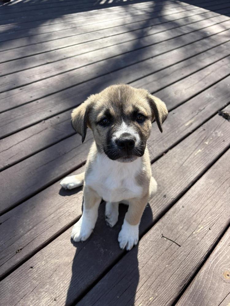 Enlarge Jason, a Adoptable mixed breed in Rockland, WI image 1/5