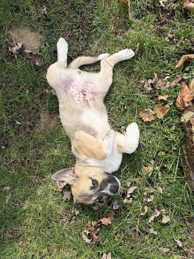 Enlarge Jason, a Adoptable mixed breed in Rockland, WI image 2/5