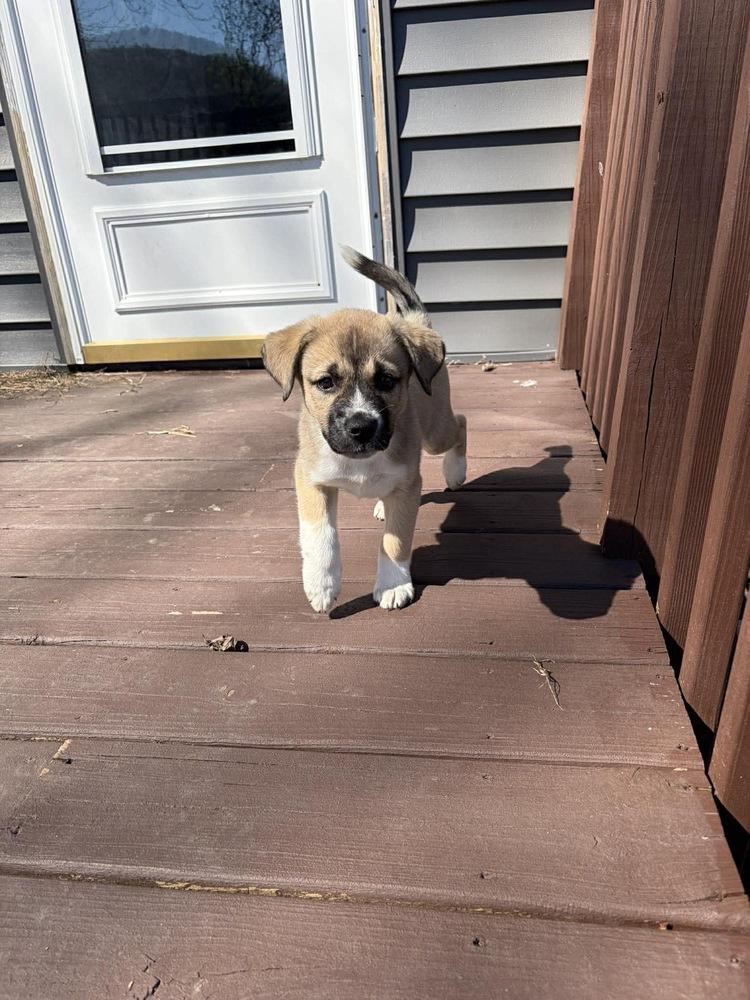 Enlarge Jason, a Adoptable mixed breed in Rockland, WI image 3/5