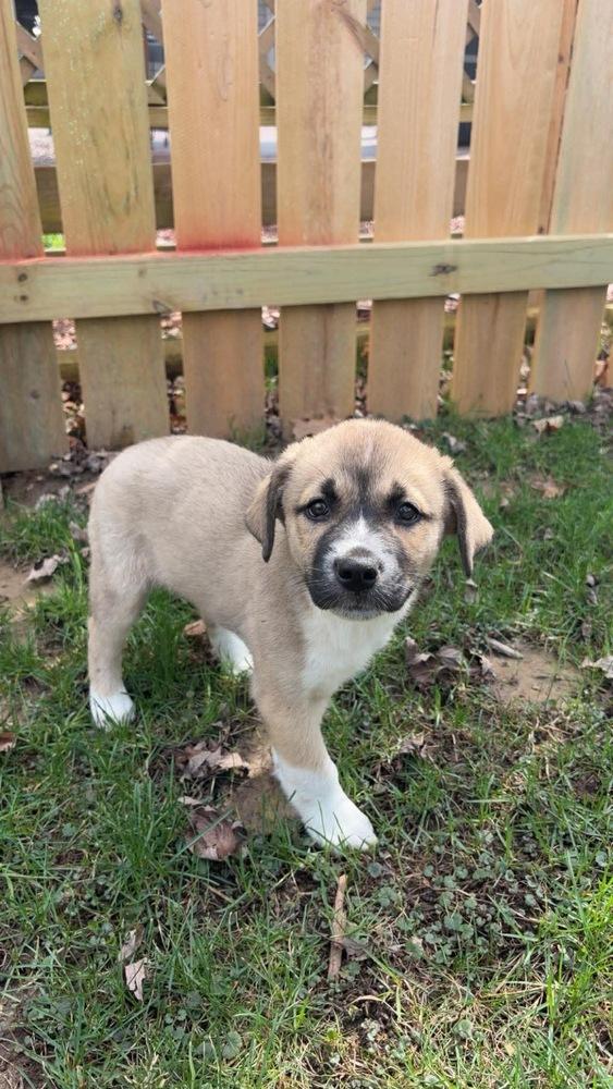 Enlarge Jason, a Adoptable mixed breed in Rockland, WI image 4/5