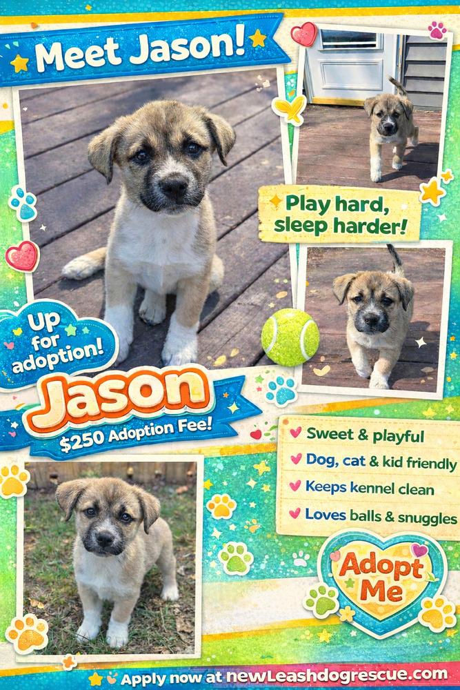 Enlarge Jason, a Adoptable mixed breed in Rockland, WI image 5/5