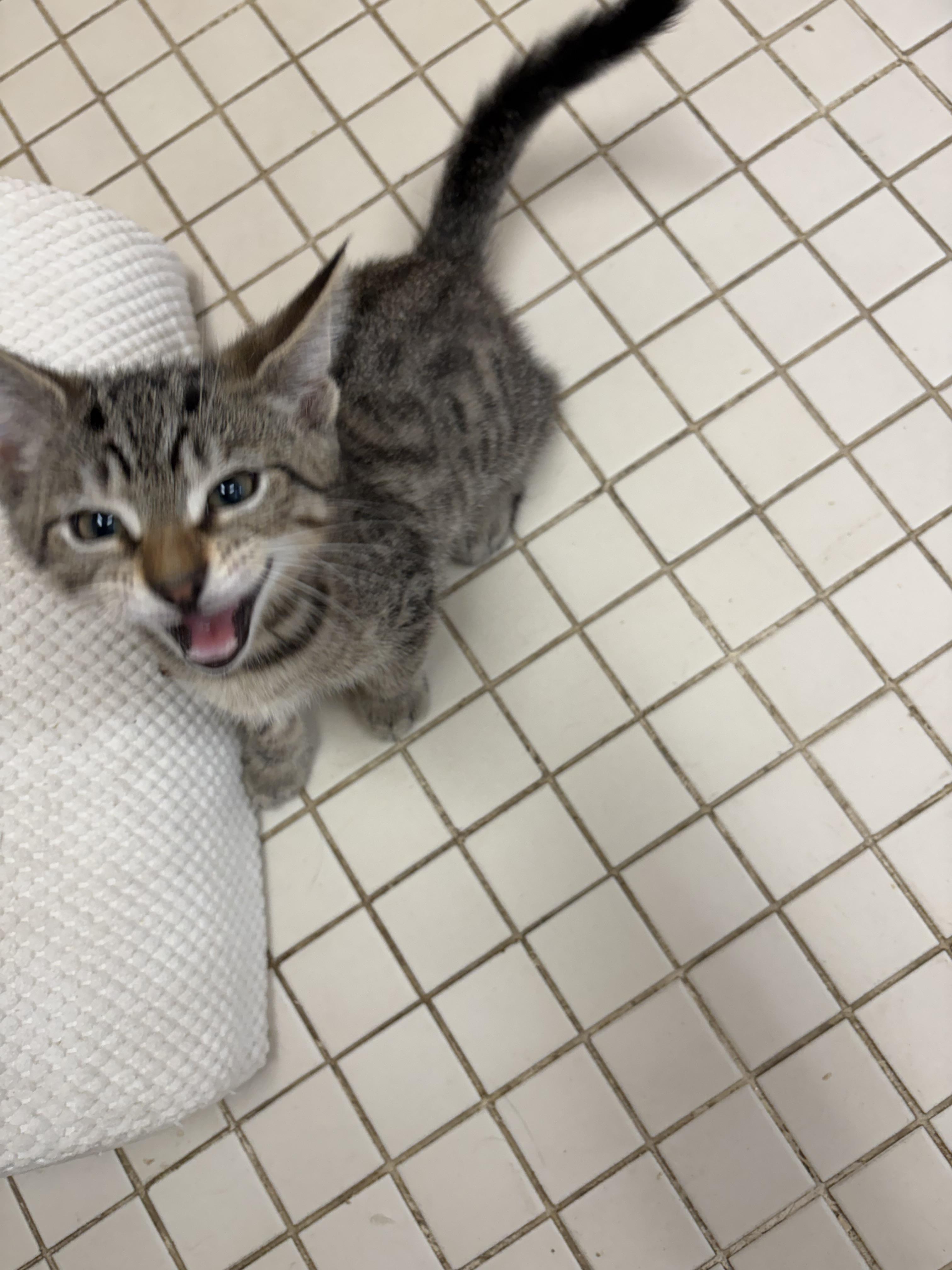 Enlarge Kittens - Many Many Kittens, a Adopted American Shorthair in Gardner, MA image 4/4