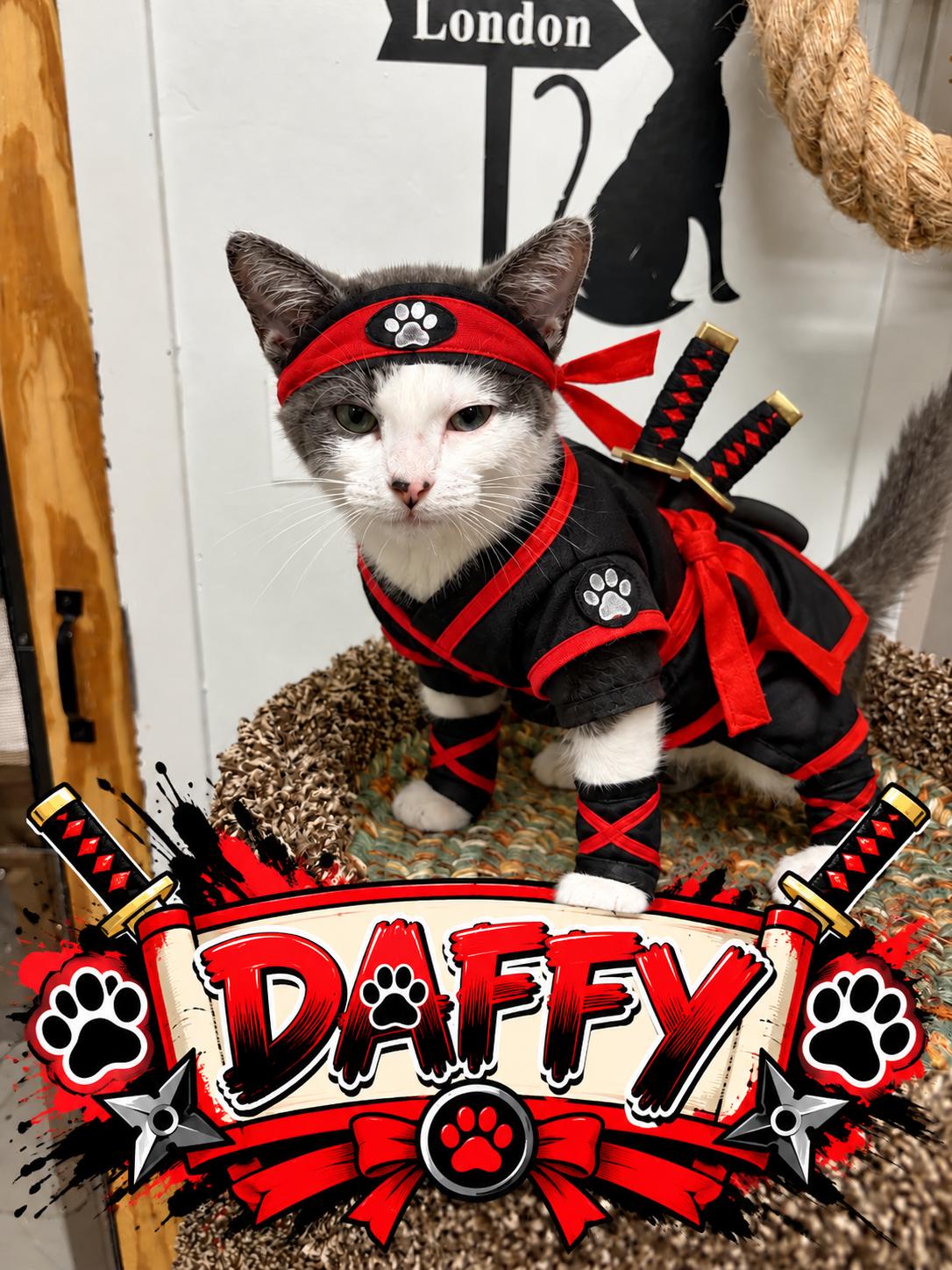 Enlarge Kittens - Many Many Kittens, a Adopted American Shorthair in Gardner, MA image 1/4