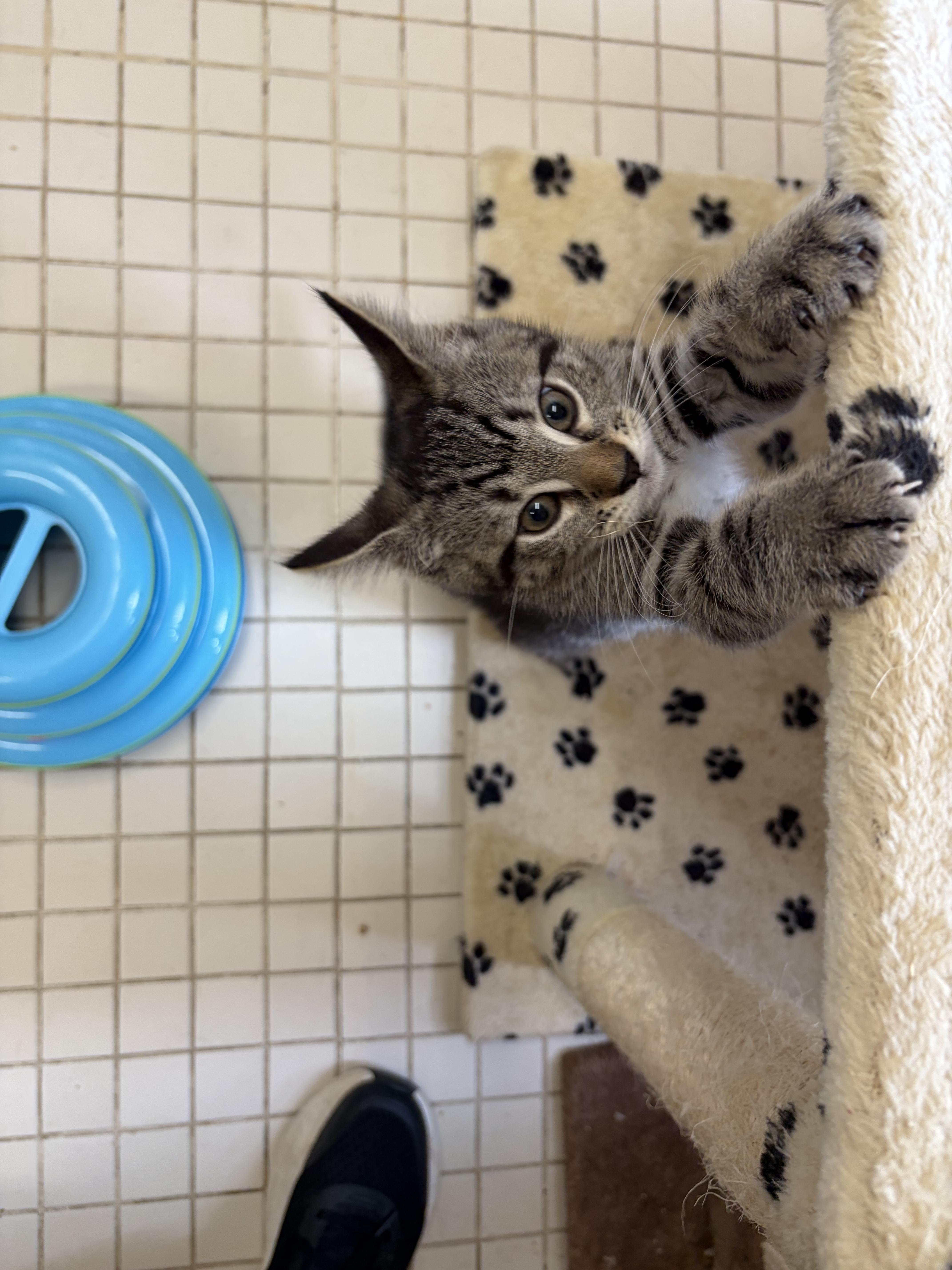 Enlarge Kittens - Many Many Kittens, a Adopted American Shorthair in Gardner, MA image 3/4