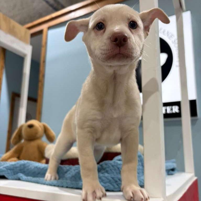 Cinderella, a Adoptable Labrador Retriever in Harlingen, TX image 1/4
