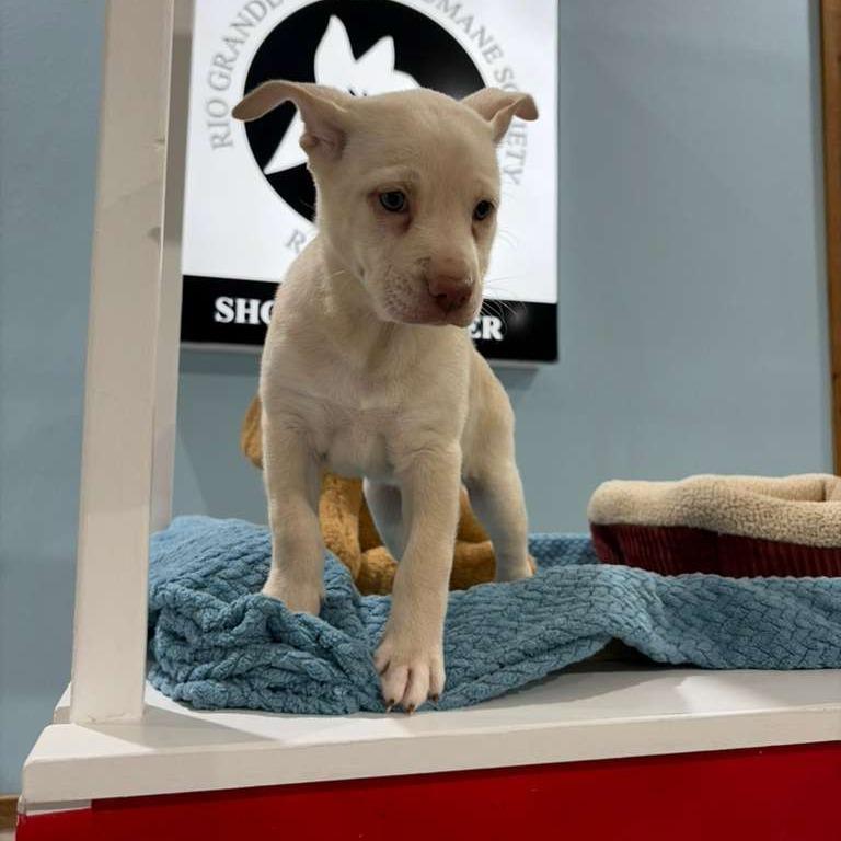 Cinderella, a Adoptable Labrador Retriever in Harlingen, TX image 2/4