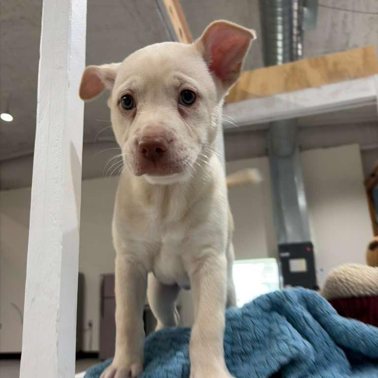 Cinderella, a Adoptable Labrador Retriever in Harlingen, TX image 3/4