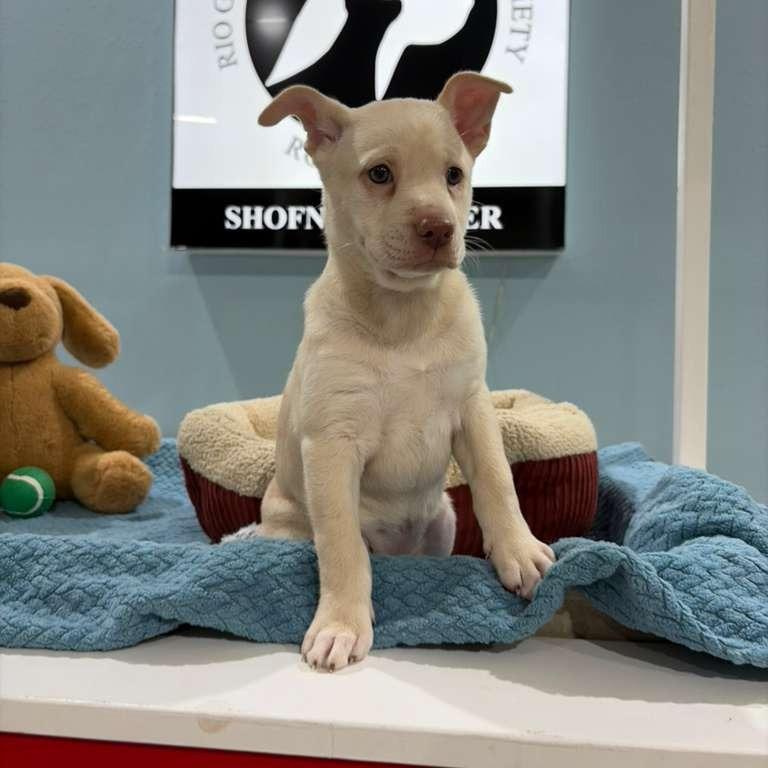 Cinderella, a Adoptable Labrador Retriever in Harlingen, TX image 4/4