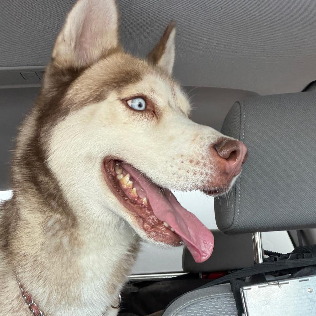 Titan, a Adoptable Siberian Husky in Henderson, NV image 1/3