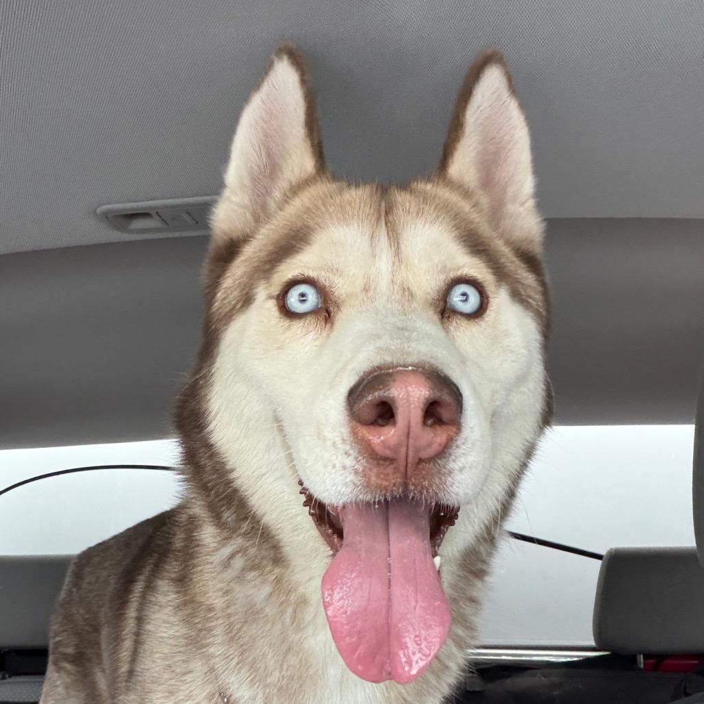 Titan, a Adoptable Siberian Husky in Henderson, NV image 2/3