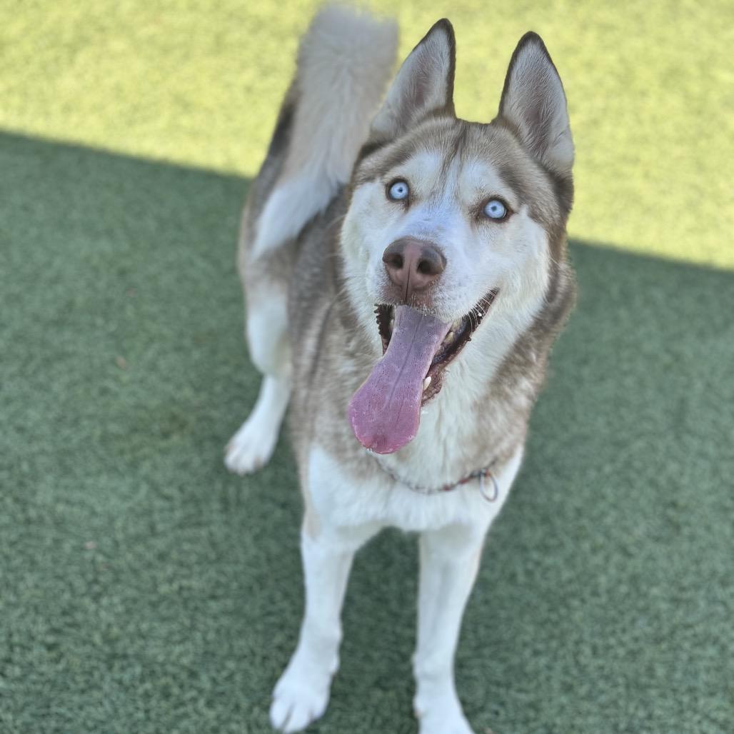Titan, a Adoptable Siberian Husky in Henderson, NV image 3/3