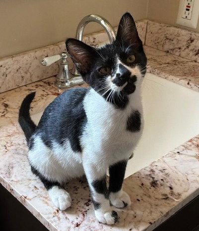 ZZ Cow, Adoptable, Kitten Male Domestic Short Hair.