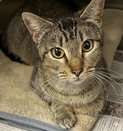 Dory — thumbnail 2