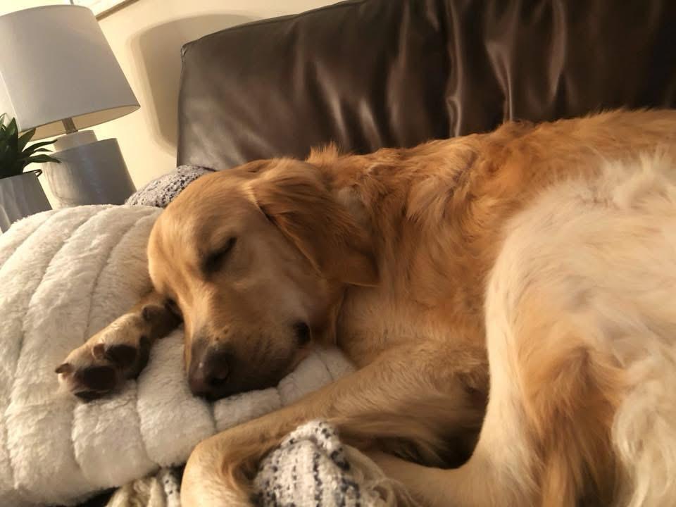 Enlarge Goose, a Adopted Golden Retriever in Jacksonville, FL image 1/2