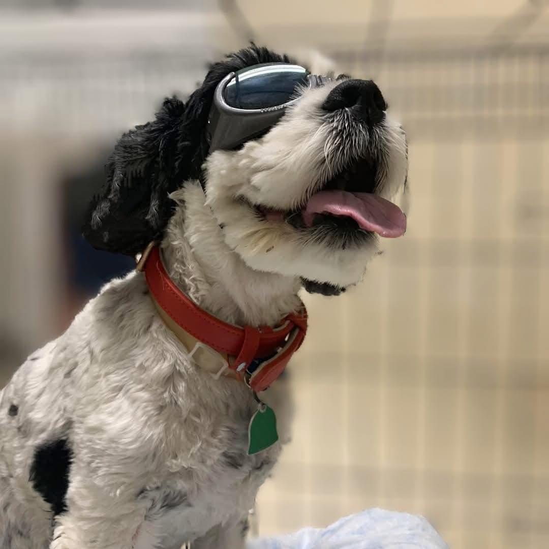 Spy & Cherry Pie, a Adoptable Cocker Spaniel in Cape Coral, FL image 1/6