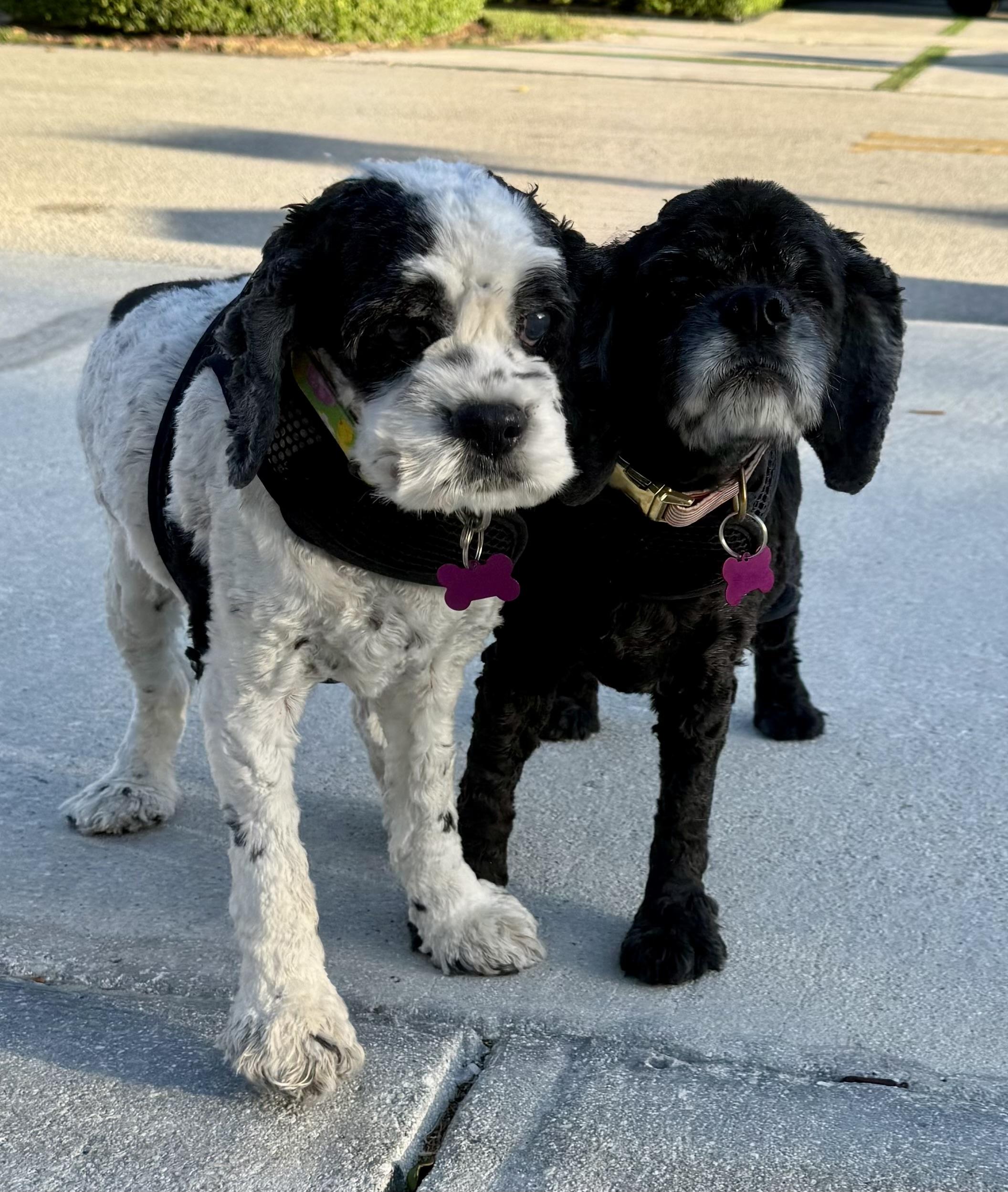 Spy & Cherry Pie, a Adoptable Cocker Spaniel in Cape Coral, FL image 2/6