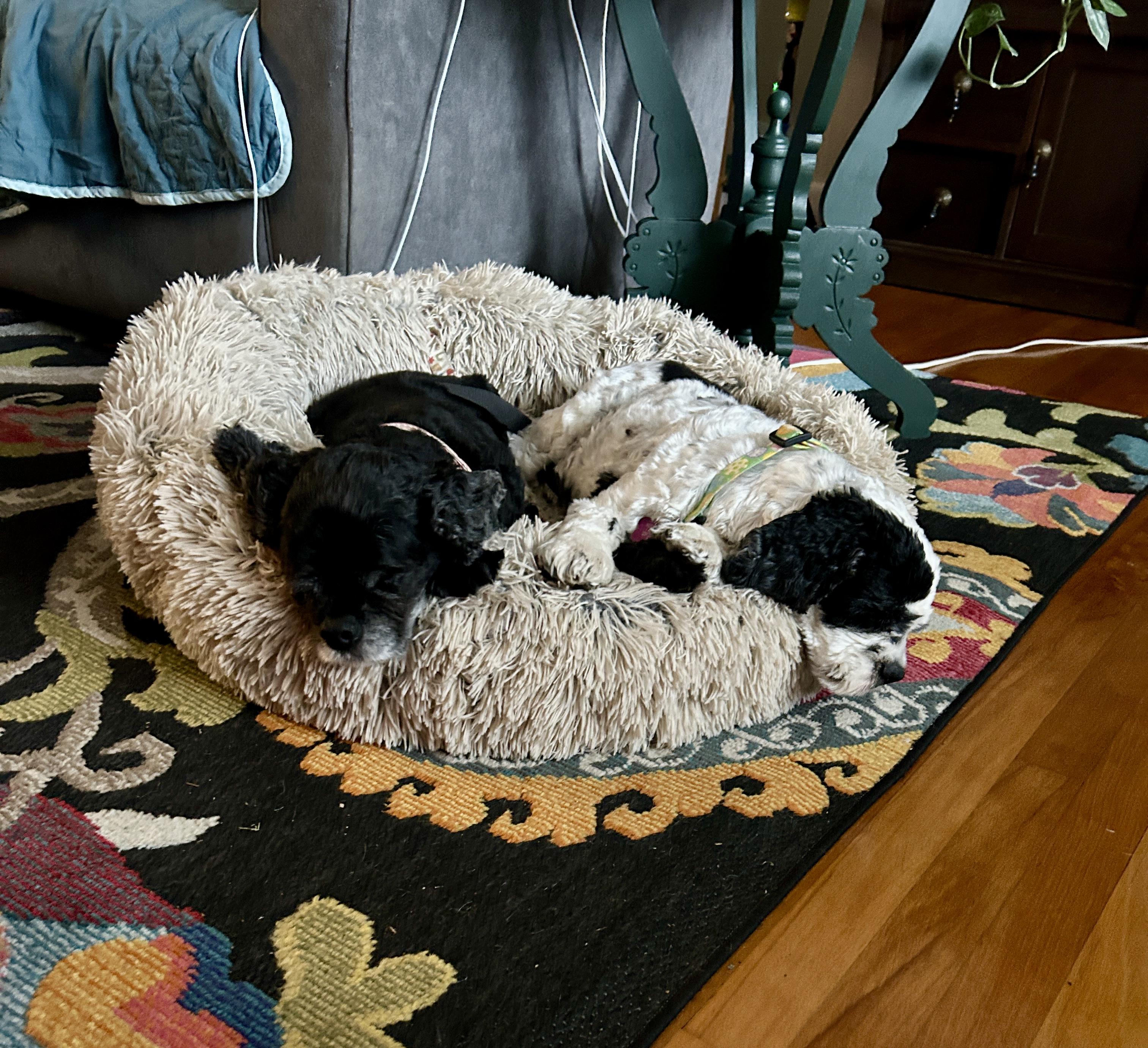 Spy & Cherry Pie, a Adoptable Cocker Spaniel in Cape Coral, FL image 3/6