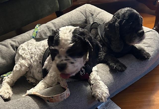 Spy & Cherry Pie, a Adoptable Cocker Spaniel in Cape Coral, FL image 6/6