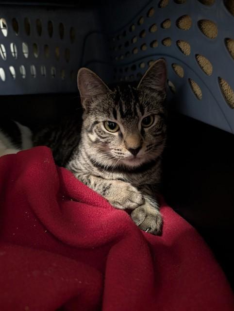 Enlarge PEACH COBBLER, a Adoptable Domestic Short Hair in Pasadena, CA image 1/1