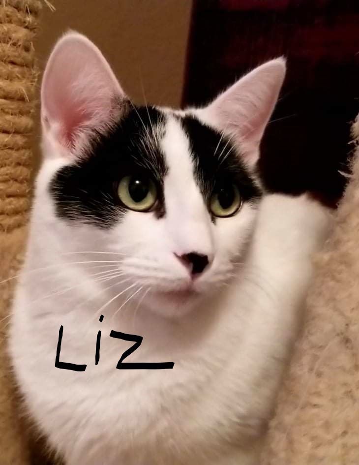 Enlarge Liz, a Adoptable mixed breed in Mineola, TX image 1/1