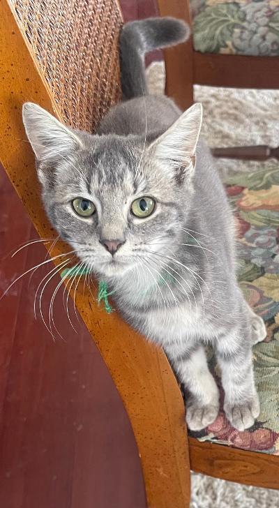 Pepper (rare color BLUE TABBY), Adoptable, Kitten Male Domestic Short Hair.