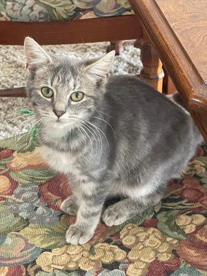 Enlarge Pepper (rare color BLUE TABBY), a Adoptable mixed breed in Franklin, WV image 2/3