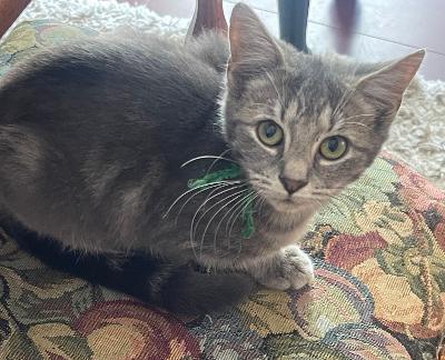 Enlarge Pepper (rare color BLUE TABBY), a Adoptable mixed breed in Franklin, WV image 3/3