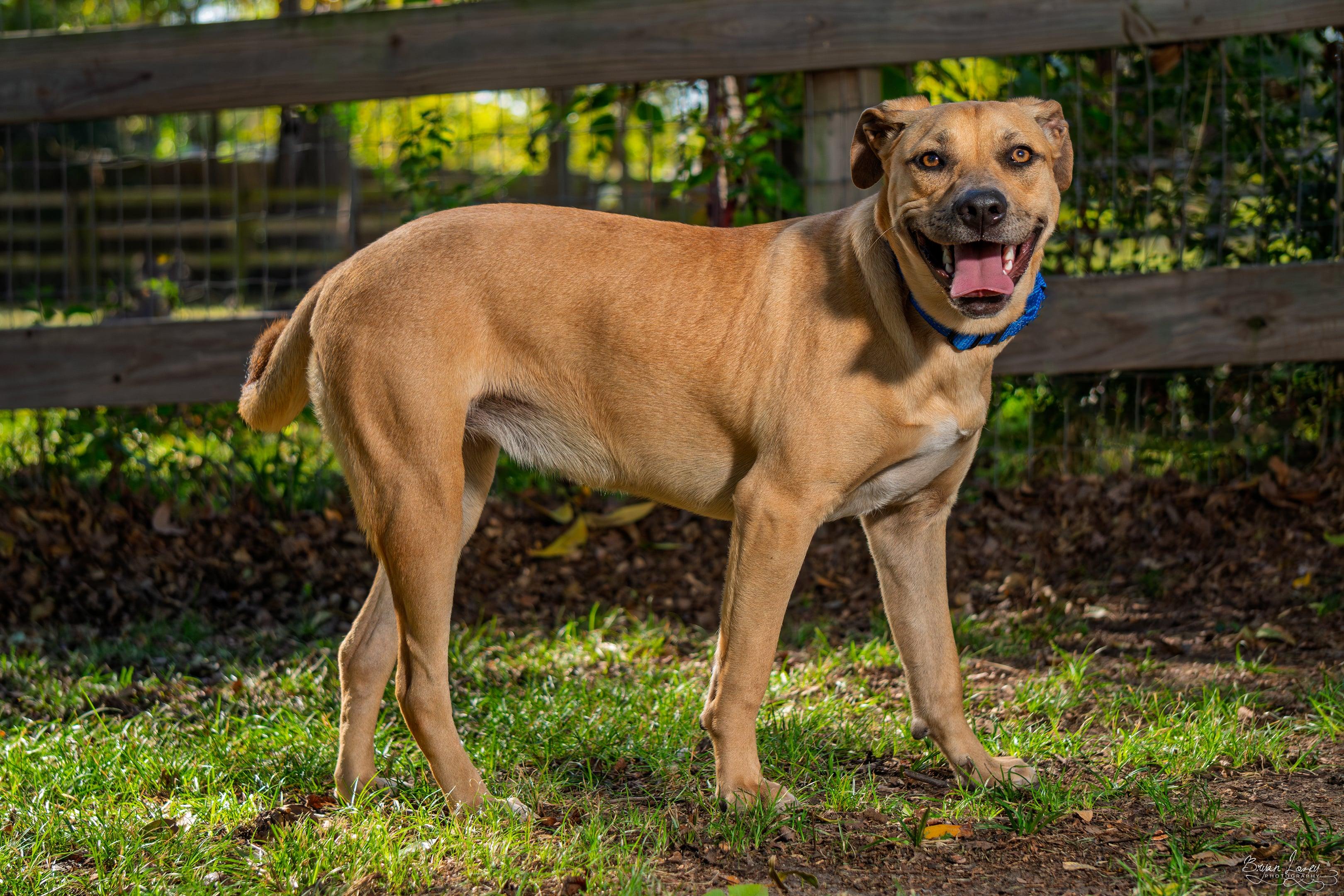 MISTY "AKA" PIGLET, Adopted, Young Female Black Mouth Cur.