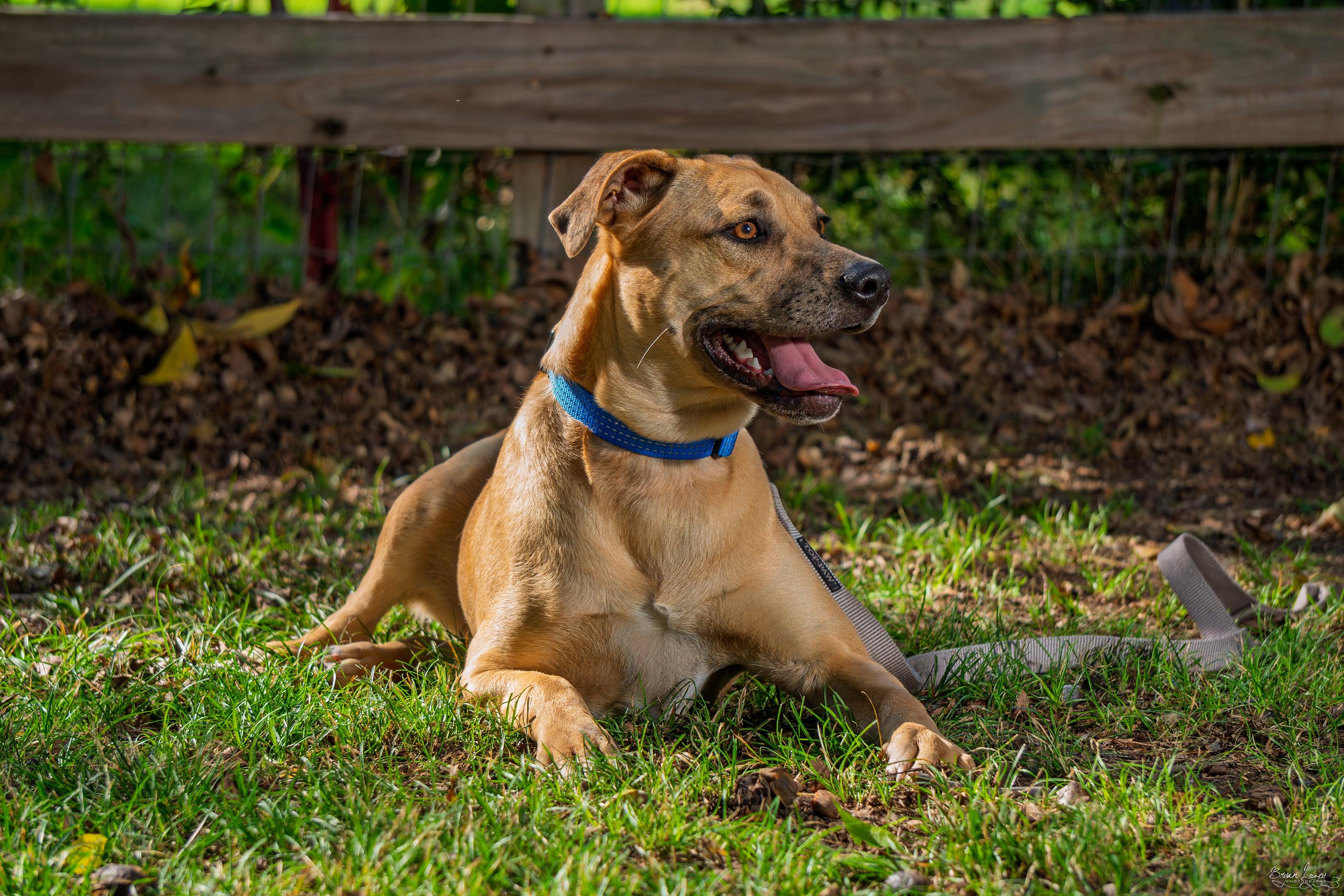 Enlarge MISTY "AKA" PIGLET, a Adopted Black Mouth Cur in Dallas, TX image 3/3
