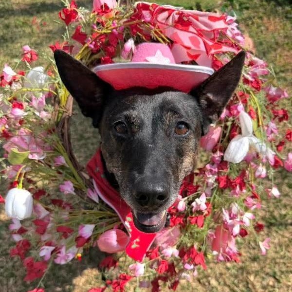 Rosemary is a Pint Sized Pal